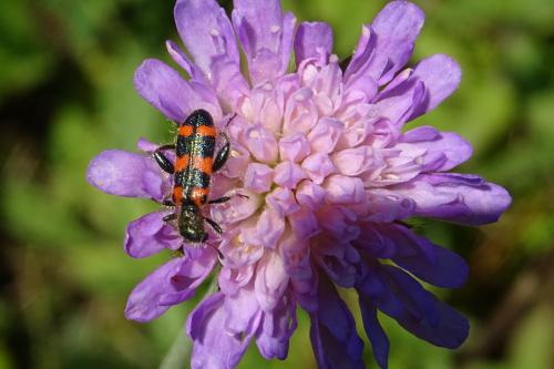 Réf. 213 094 : Trichodes leucopsideus